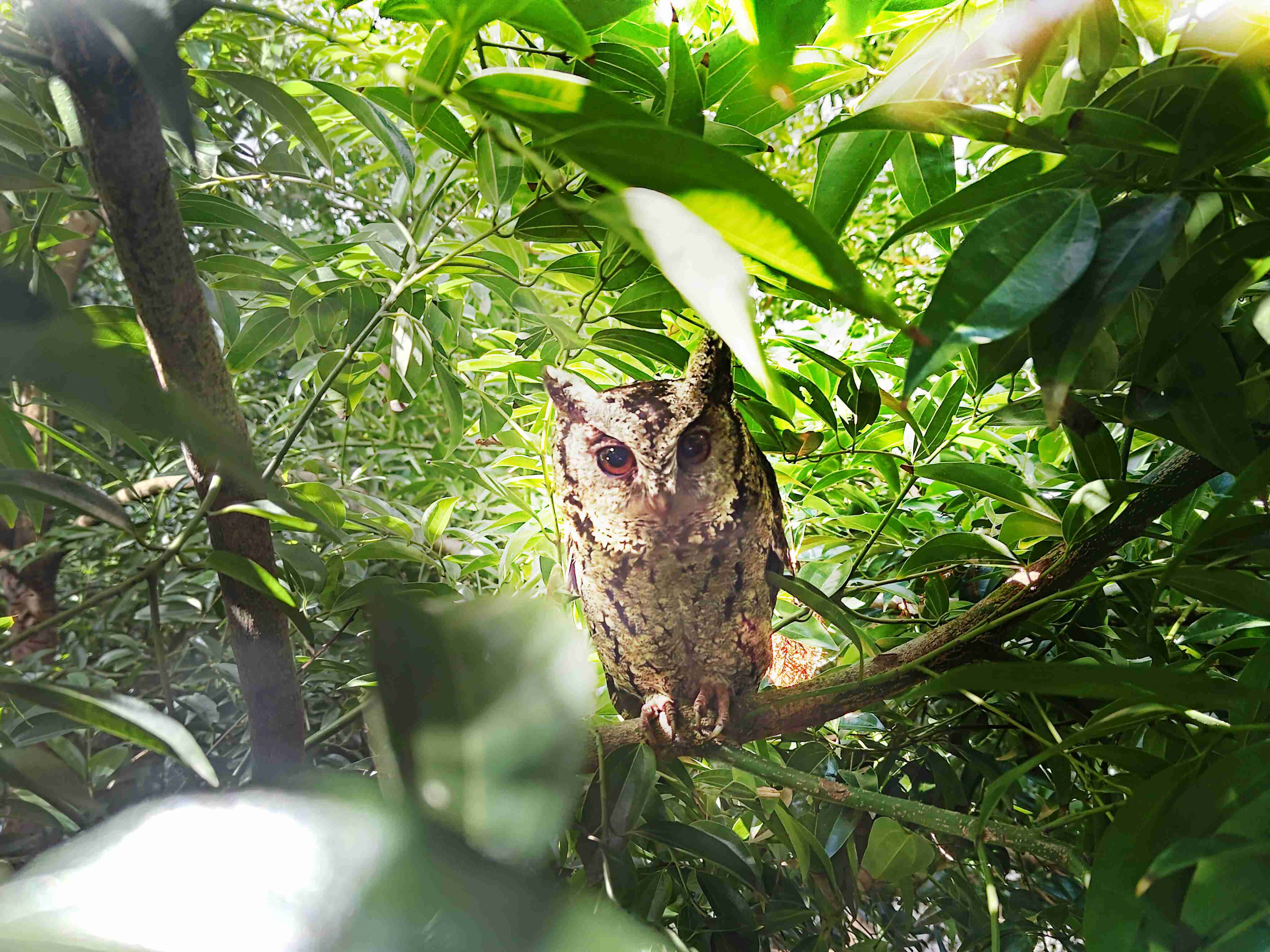 尊龙z6致力提倡净零绿生活，，，，16年以来在全球各厂区植树逾百万棵，，造就各厂区树木蔚然成林，，犹如森林工厂，，，成为许多生物的栖息地